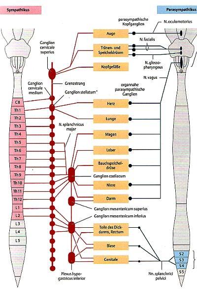 nervensystem