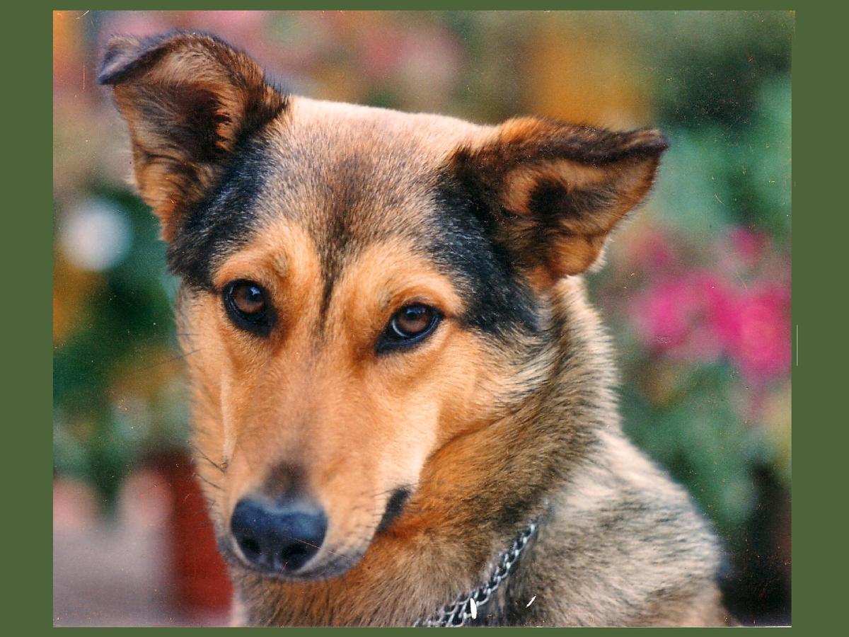 Anzeichen für einen zurückgekehrten toten Hund? (Seite 7) Allmystery