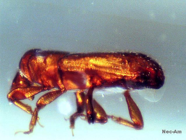 s1 stitch Scolytinae