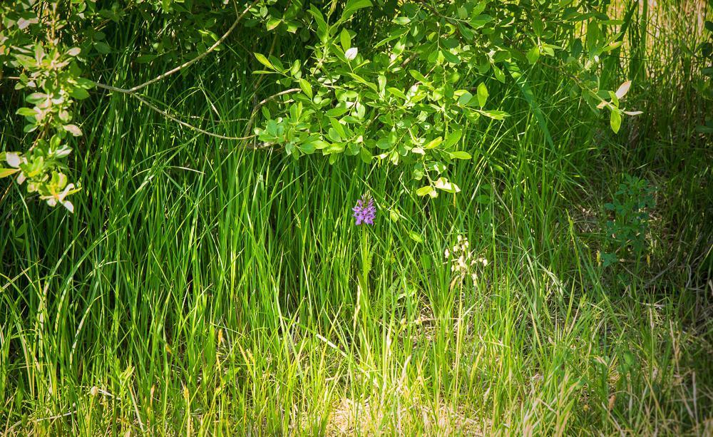 Geflecktes Knabenkraut Dactylorhiza macu