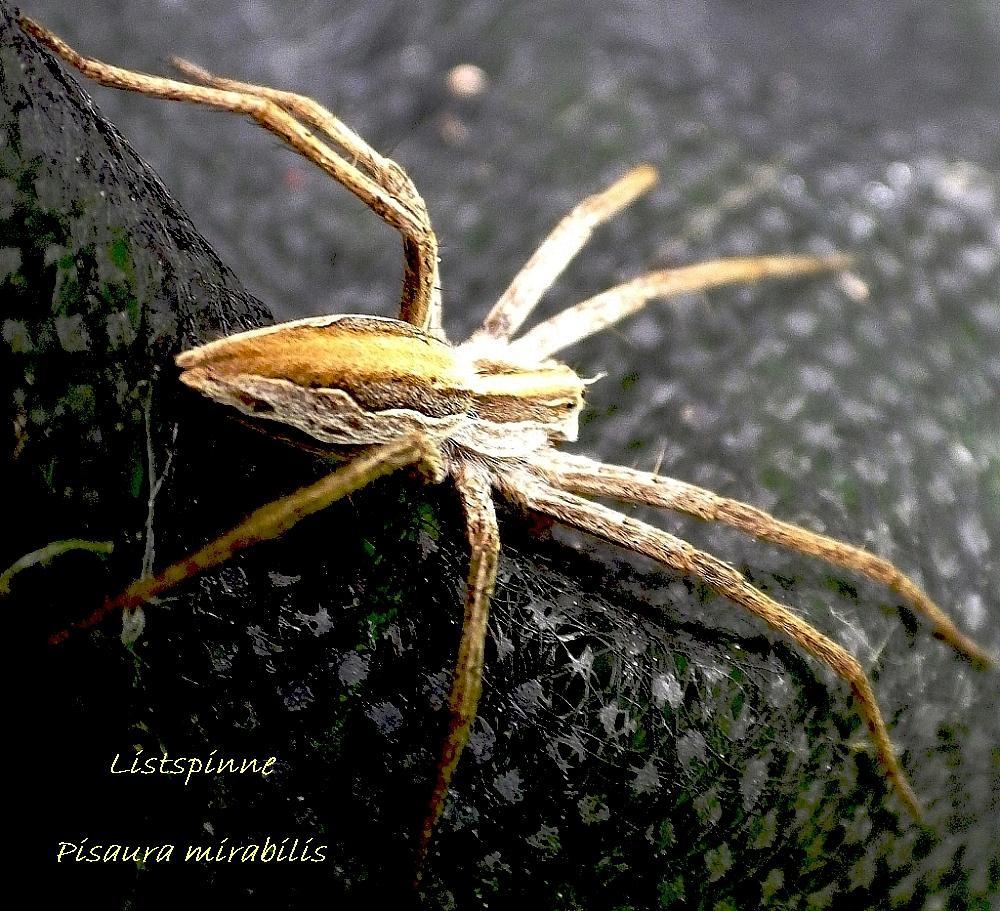  KK 0180 Listspinne gedreht