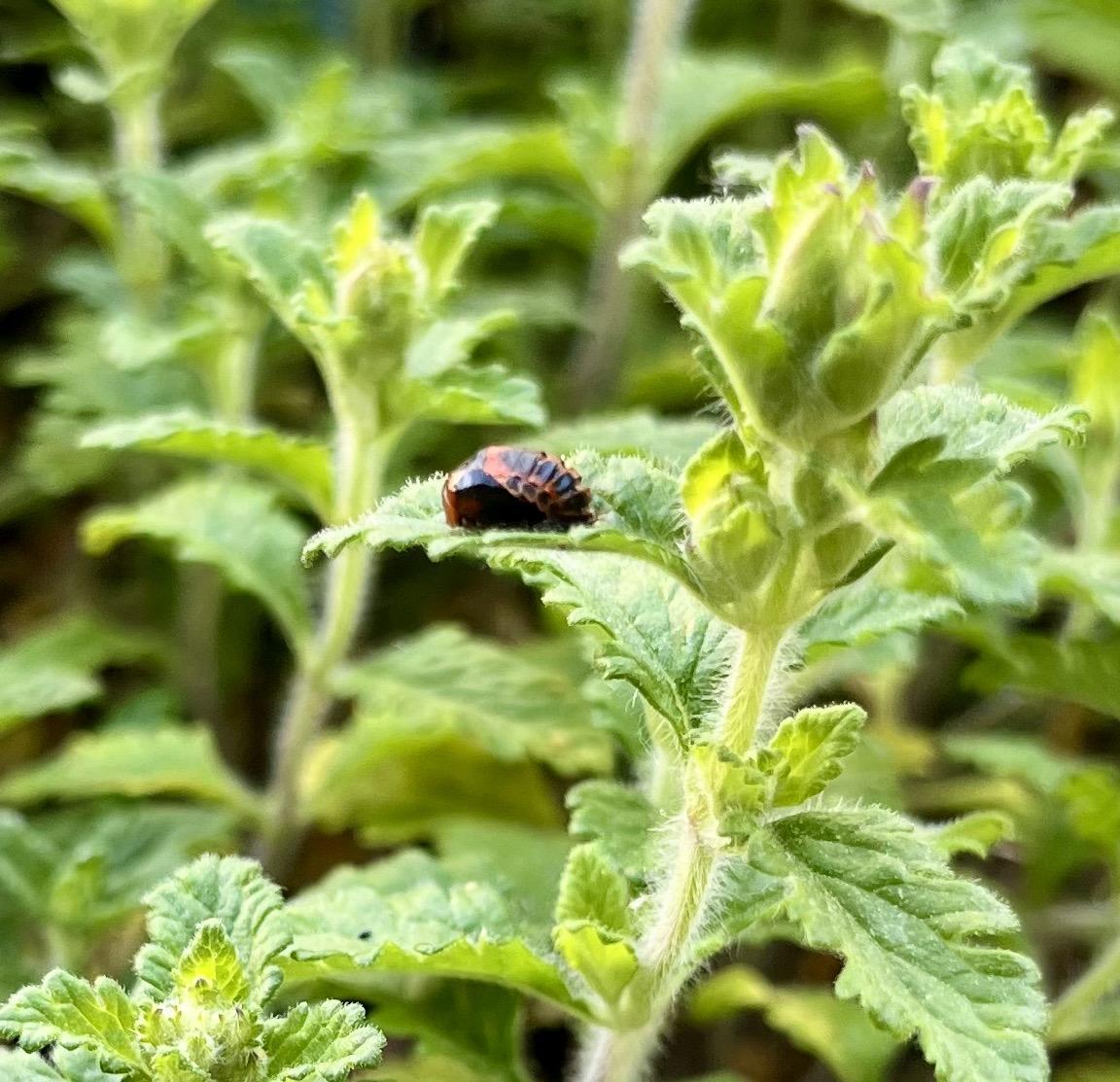 IMG 7815
