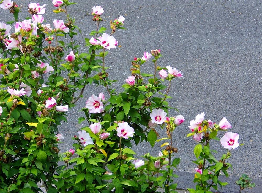 IMGP0484