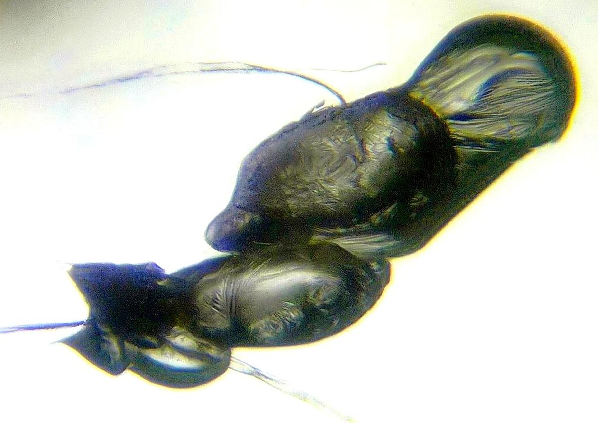 ll