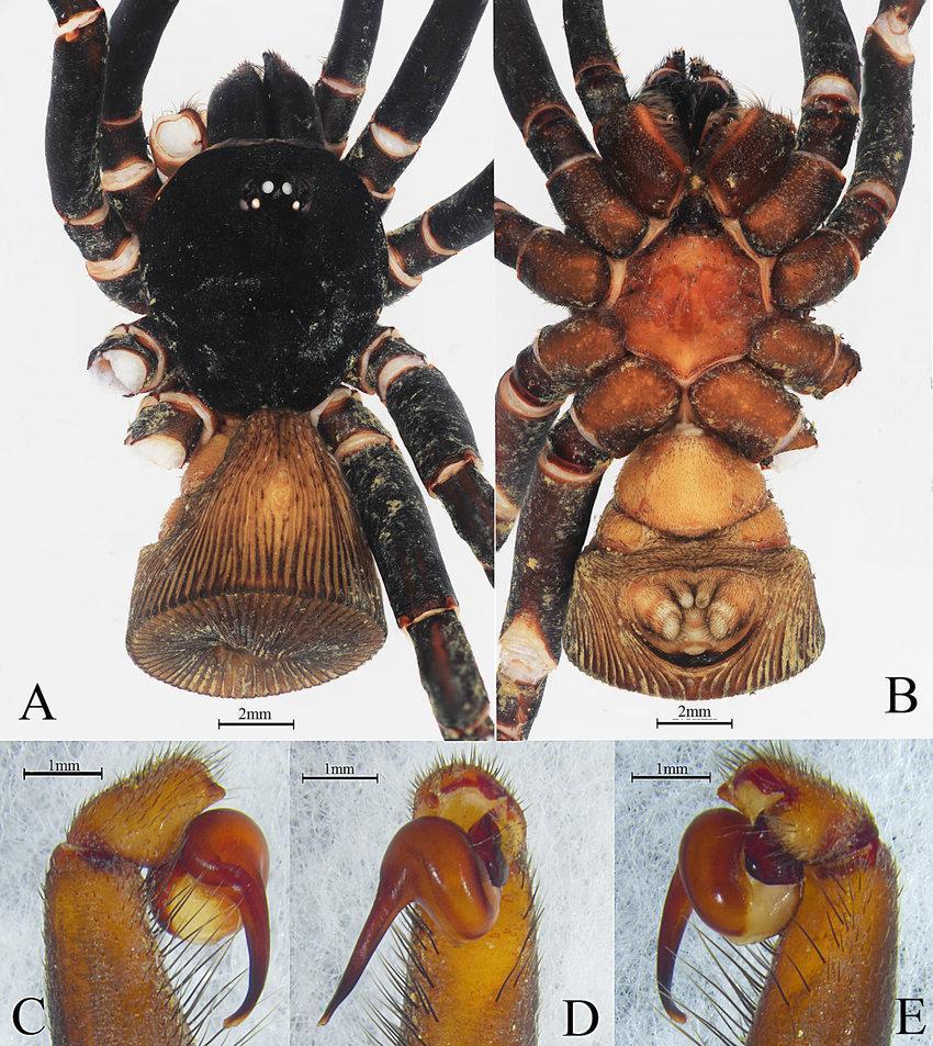 A-E-Cyclocosmia-sublatusicosta-sp-nov-ma