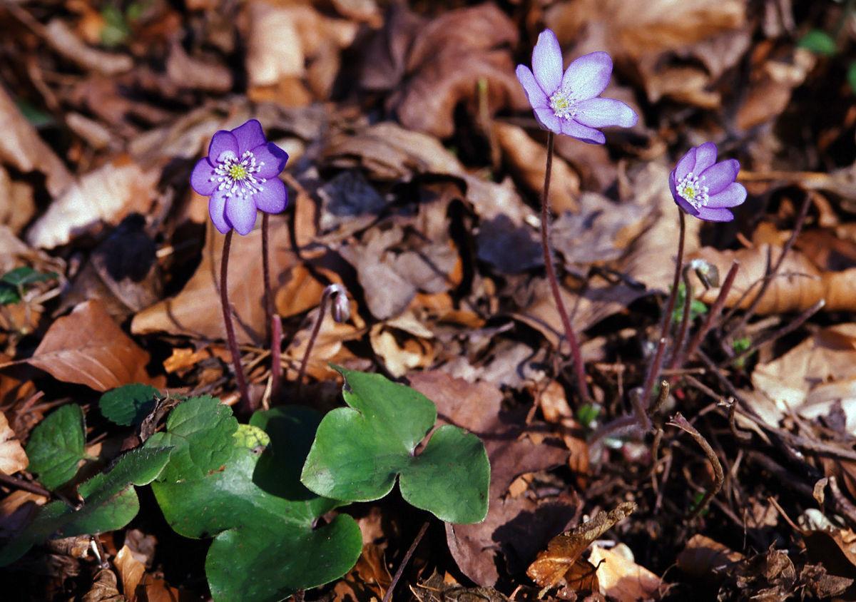 1200px-Hepatica