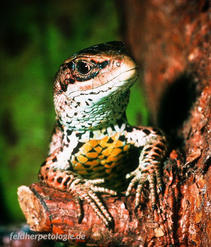reptil-des-jahres-2006-waldeidechse