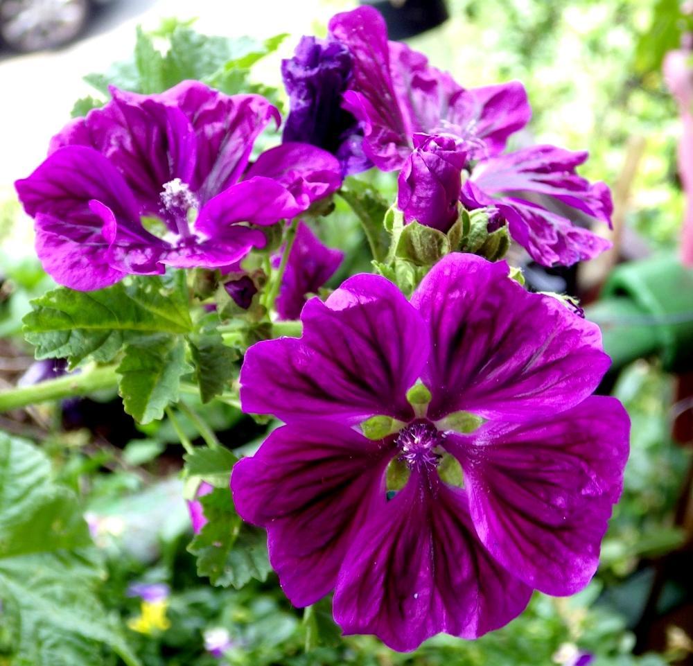 IMGP0257