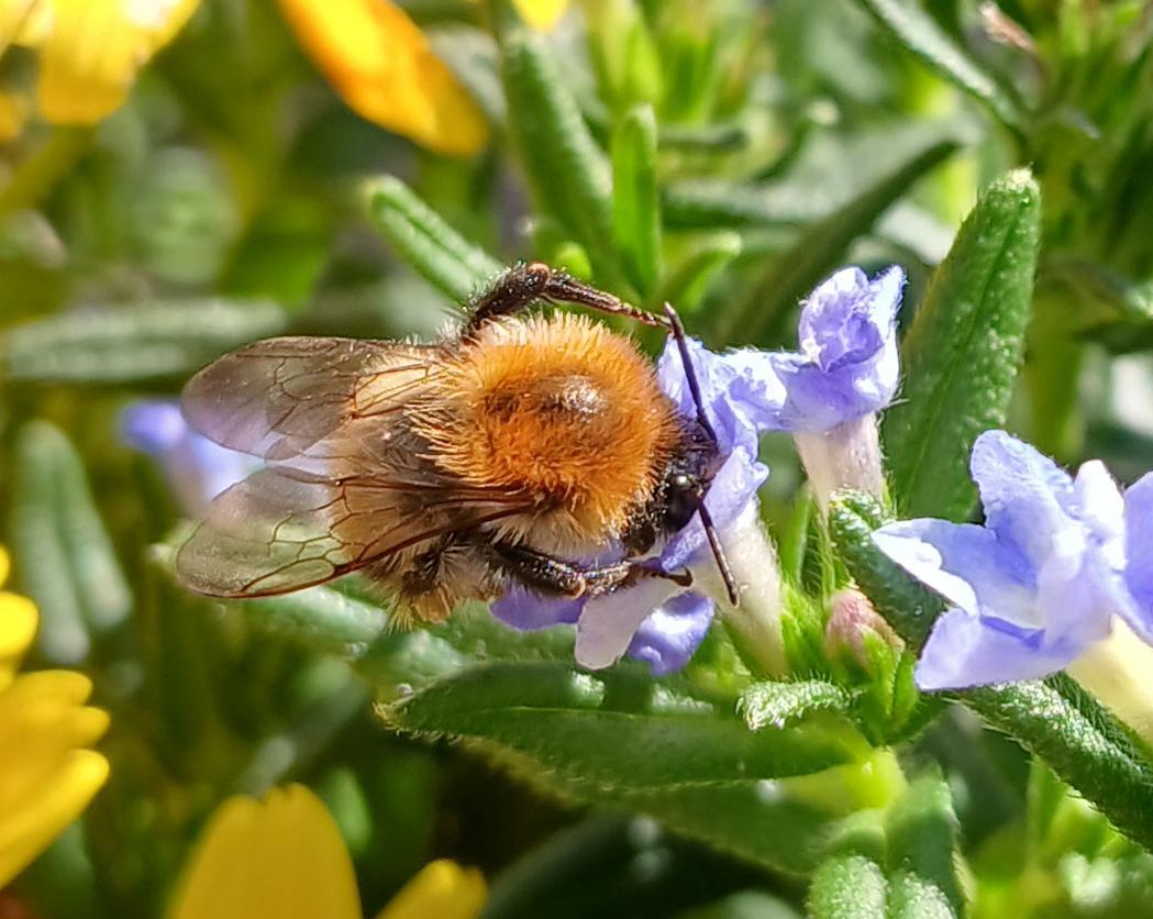 Ackerhummel III