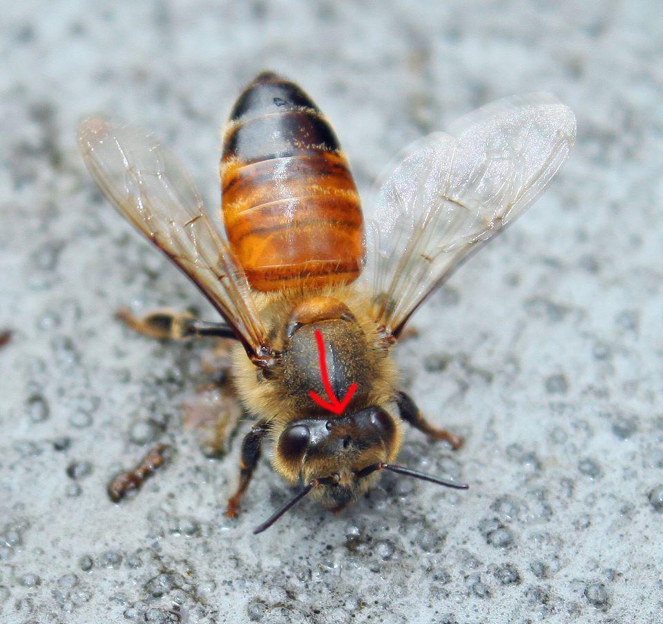 Dorsal-Ocelli