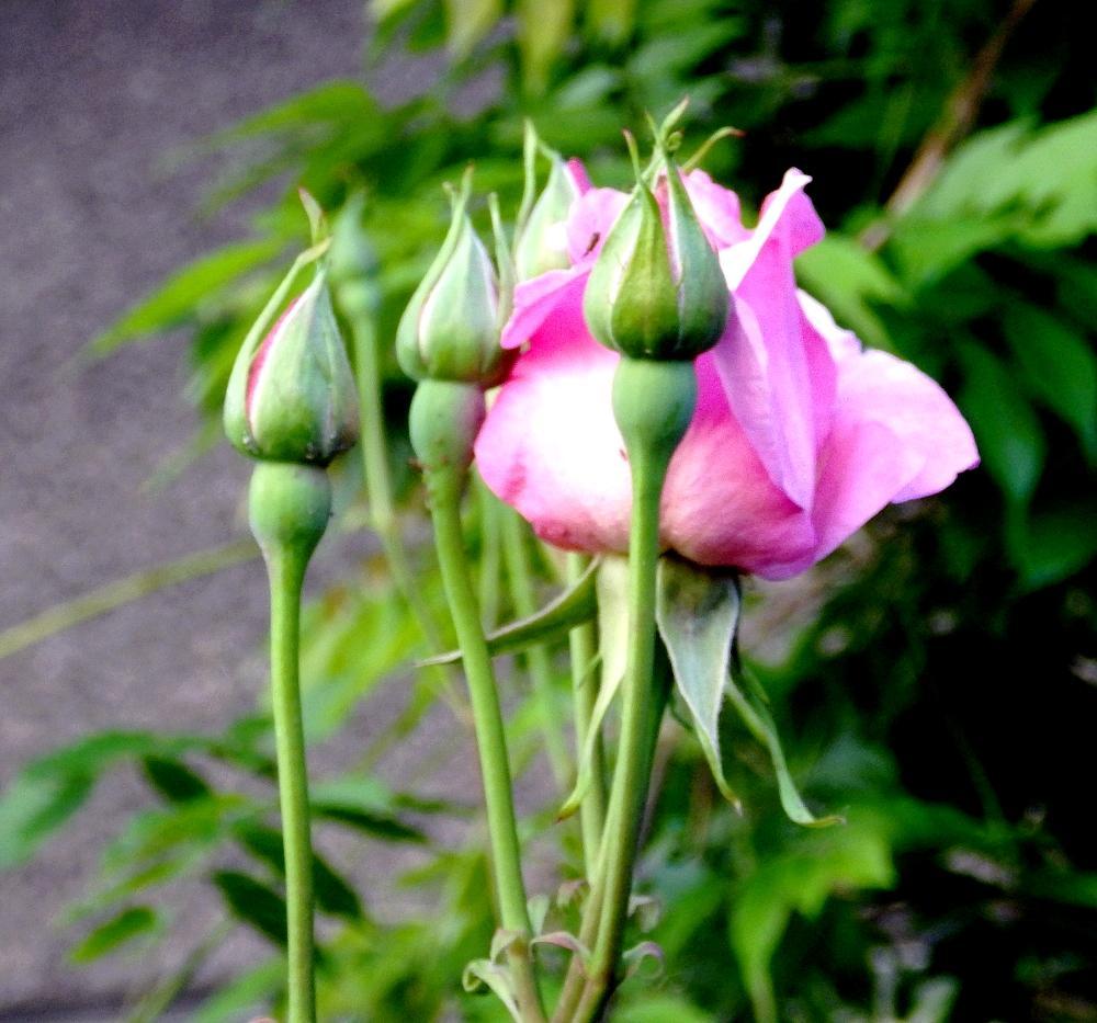 IMGP0916