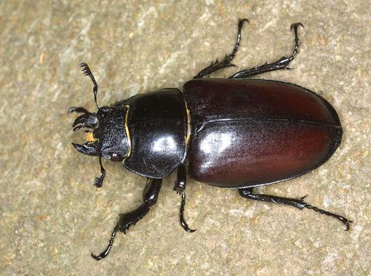 c9Lucanus cervus