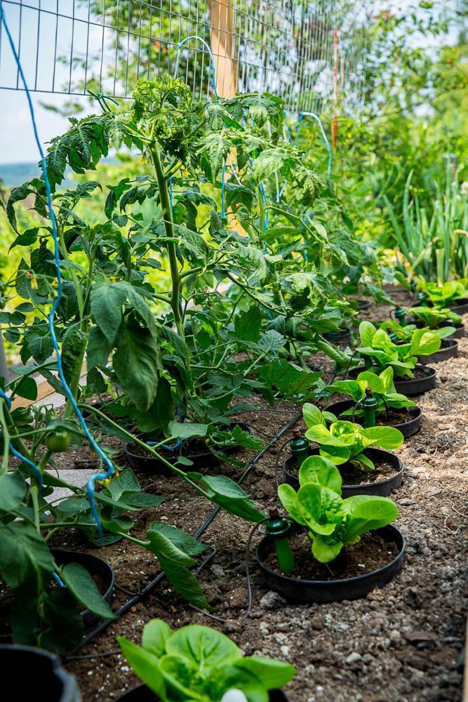 blumat tomaten salat-2