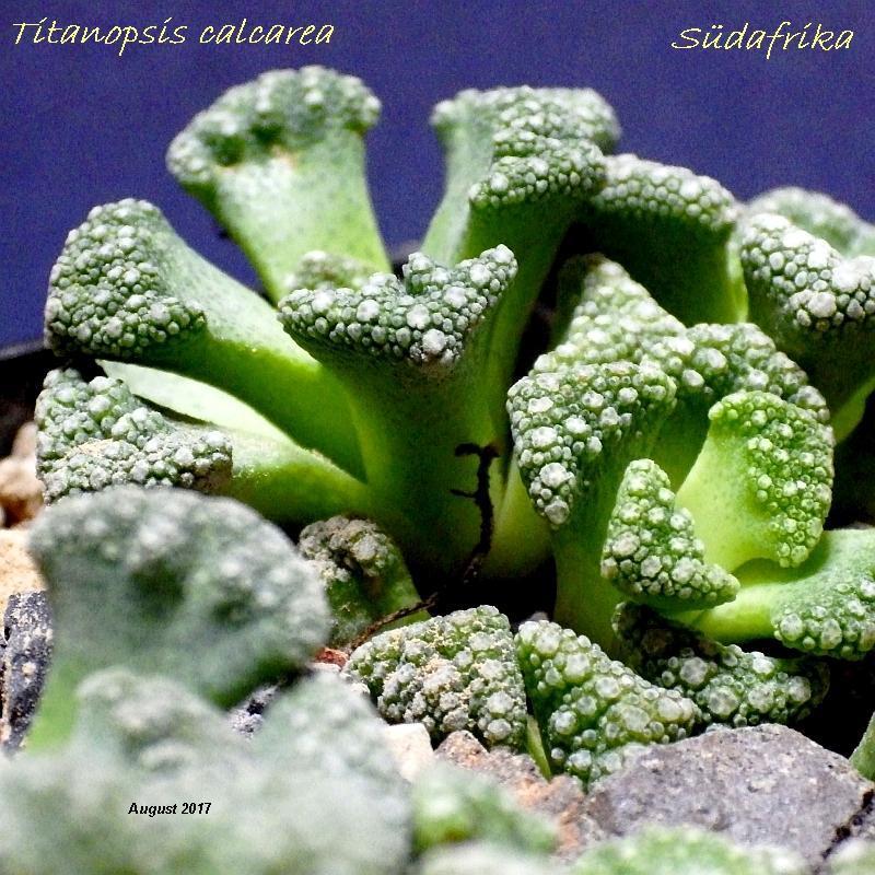  KK 6738 Titanopsis calcarea 1 SAFeinGro