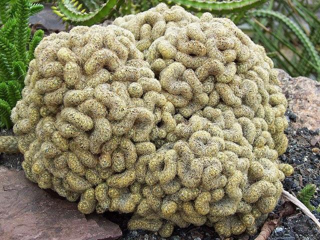 brain cactus