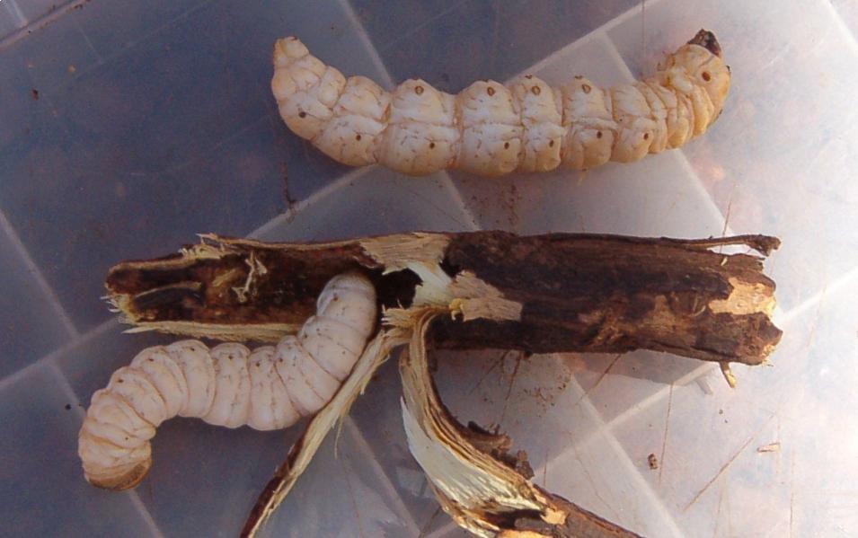 Witchetty grub