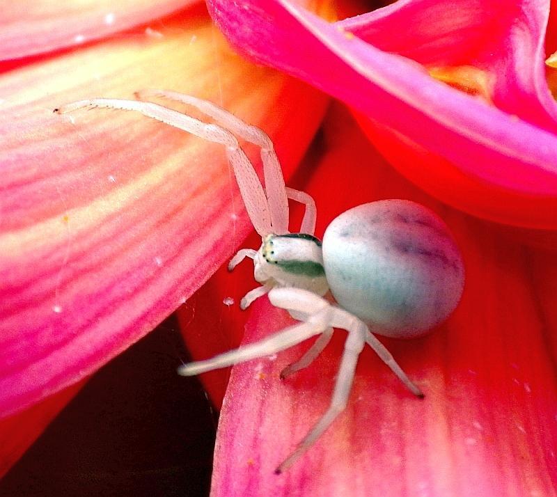  KK 6611 Misumena vatia gr1