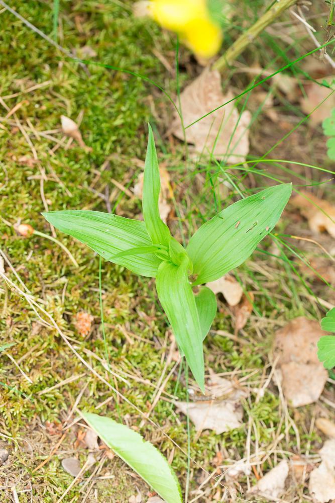 Stndelwurz Epipactis-3