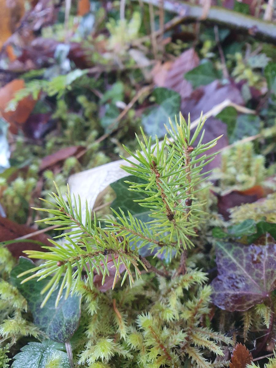 17663185262572129963181419318262