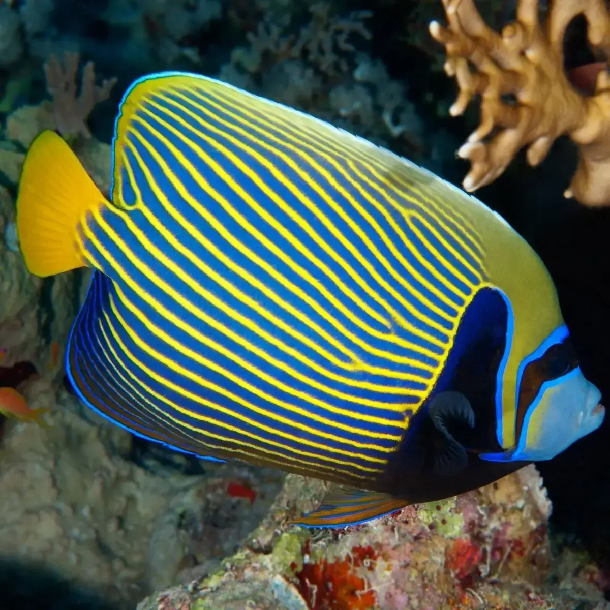  e m emperor angelfish 1 33.webp