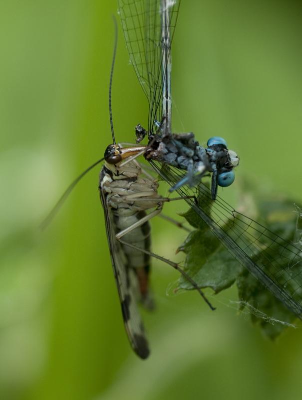 Scorpionfly eating damselfly 2 Stodmarsh