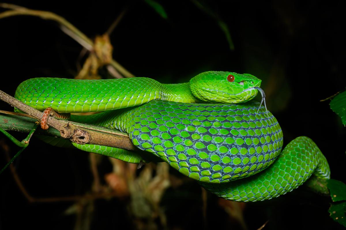 Trimeresurus popeiorum Popes pit viper -