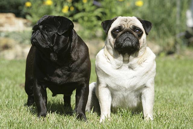 Facts-about-pugs-feature