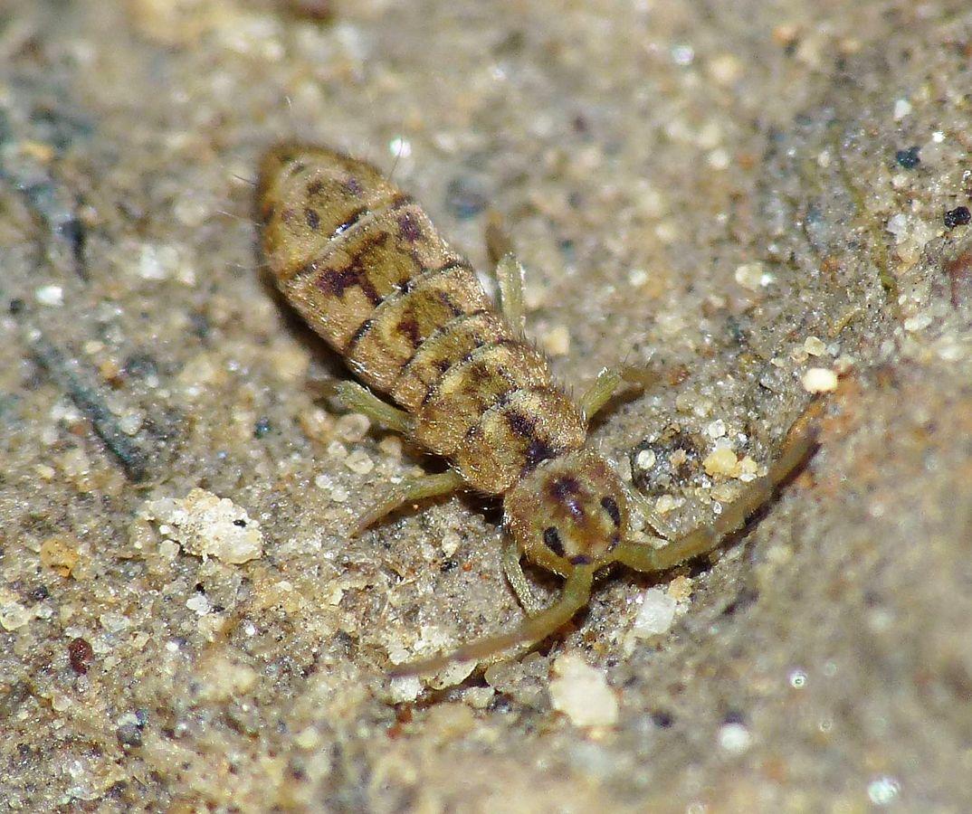 1074px-Isotomurus palustris