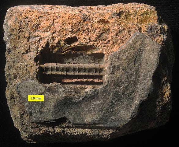 crinoid-internal-mold-1