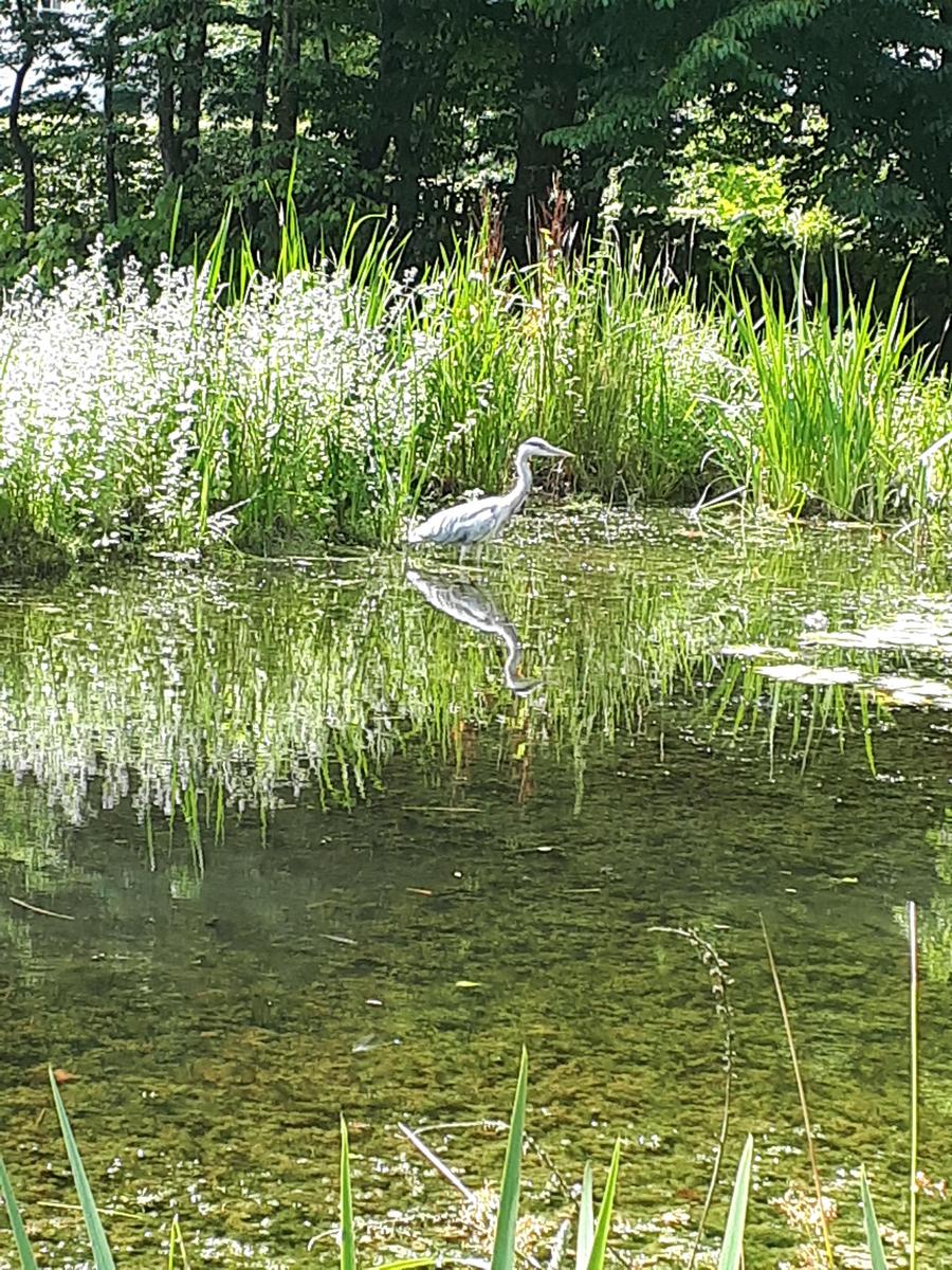 Teich