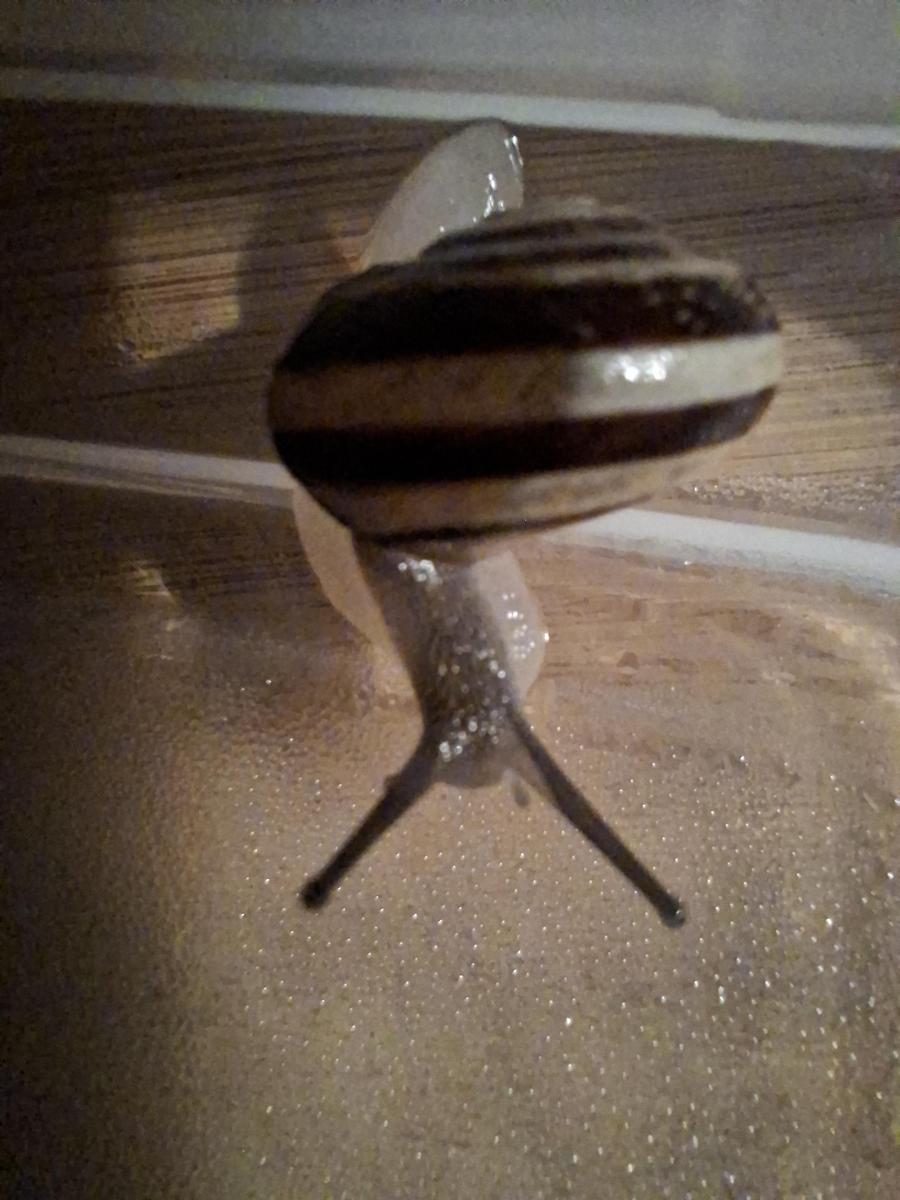 Schnecke4