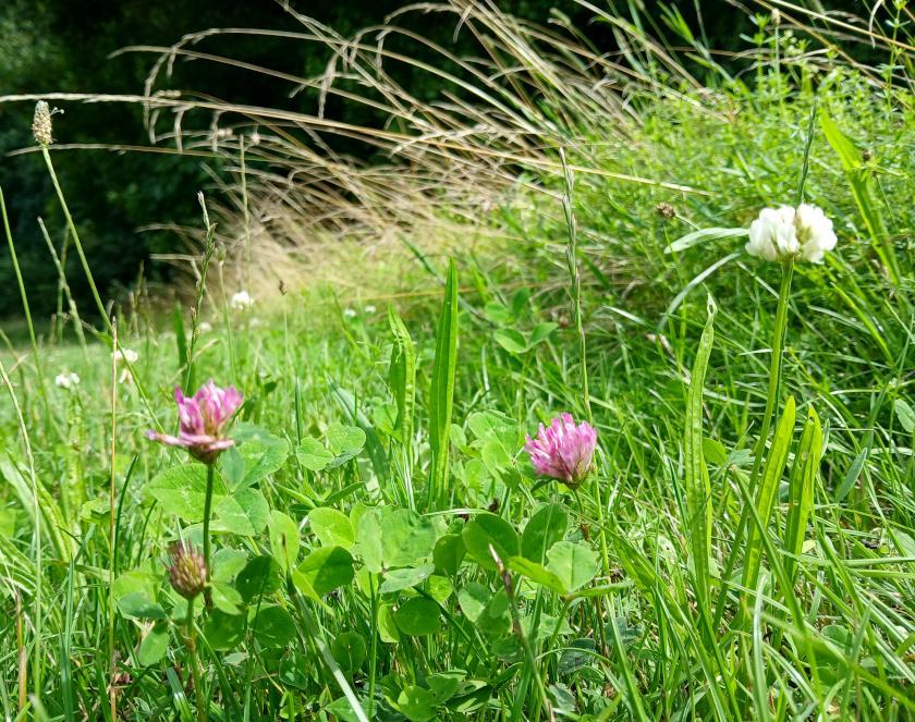 20250728 Sommerwiese