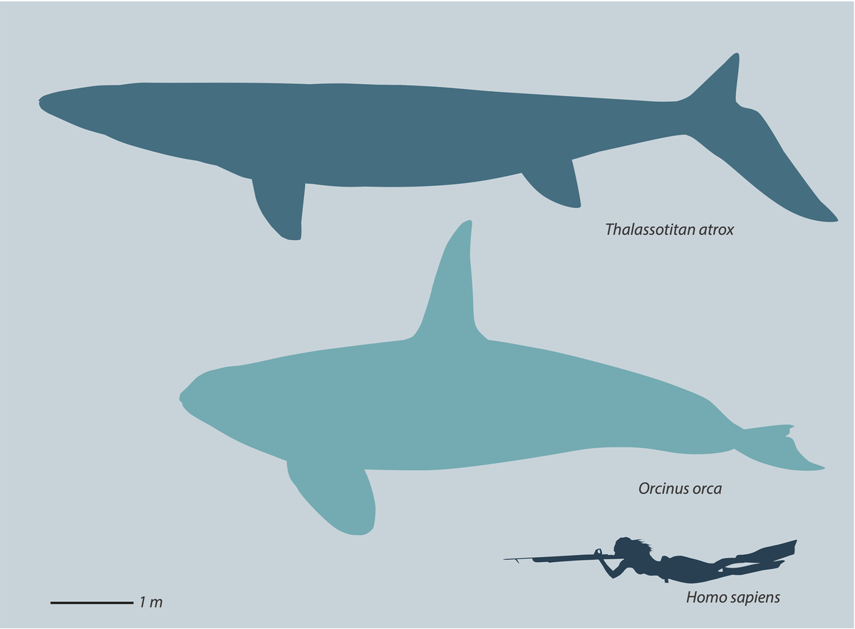 Thalassotitan size no dorsal