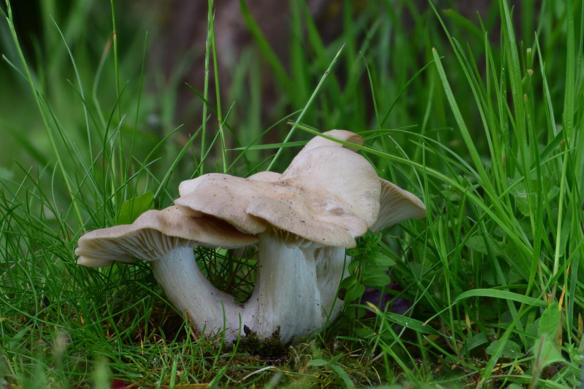 Entoloma clypeatum 02