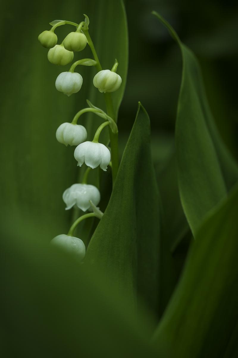 Maigloeckchen Convalaria majalis hellgru