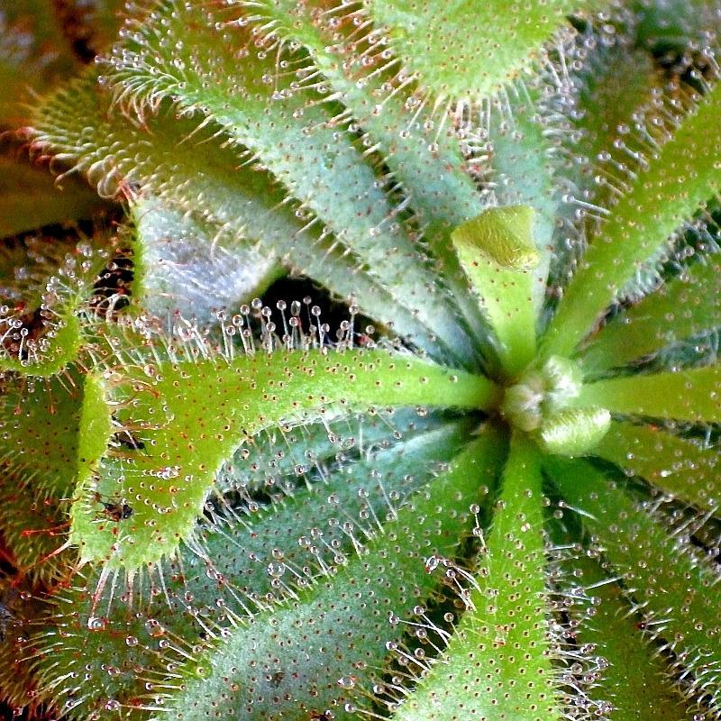  KK 7746 drosera