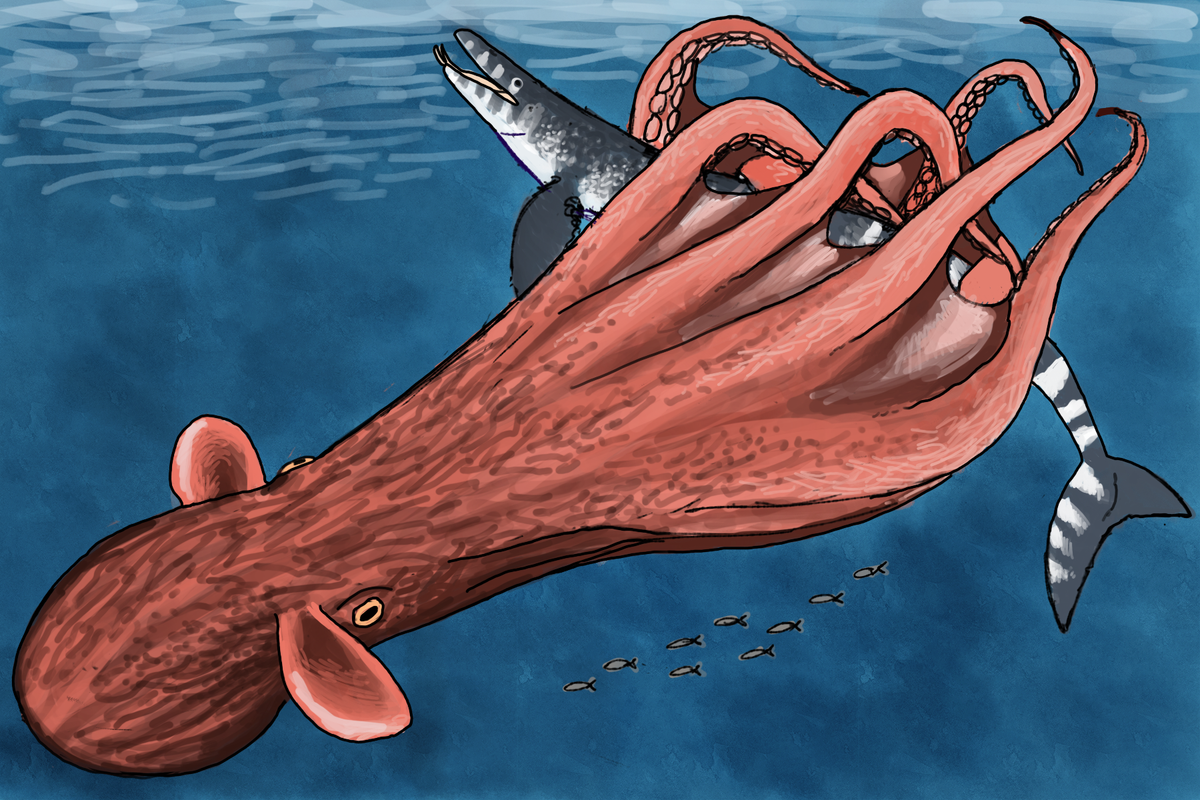 Nanaimoteuthis haggarti preying upon a m