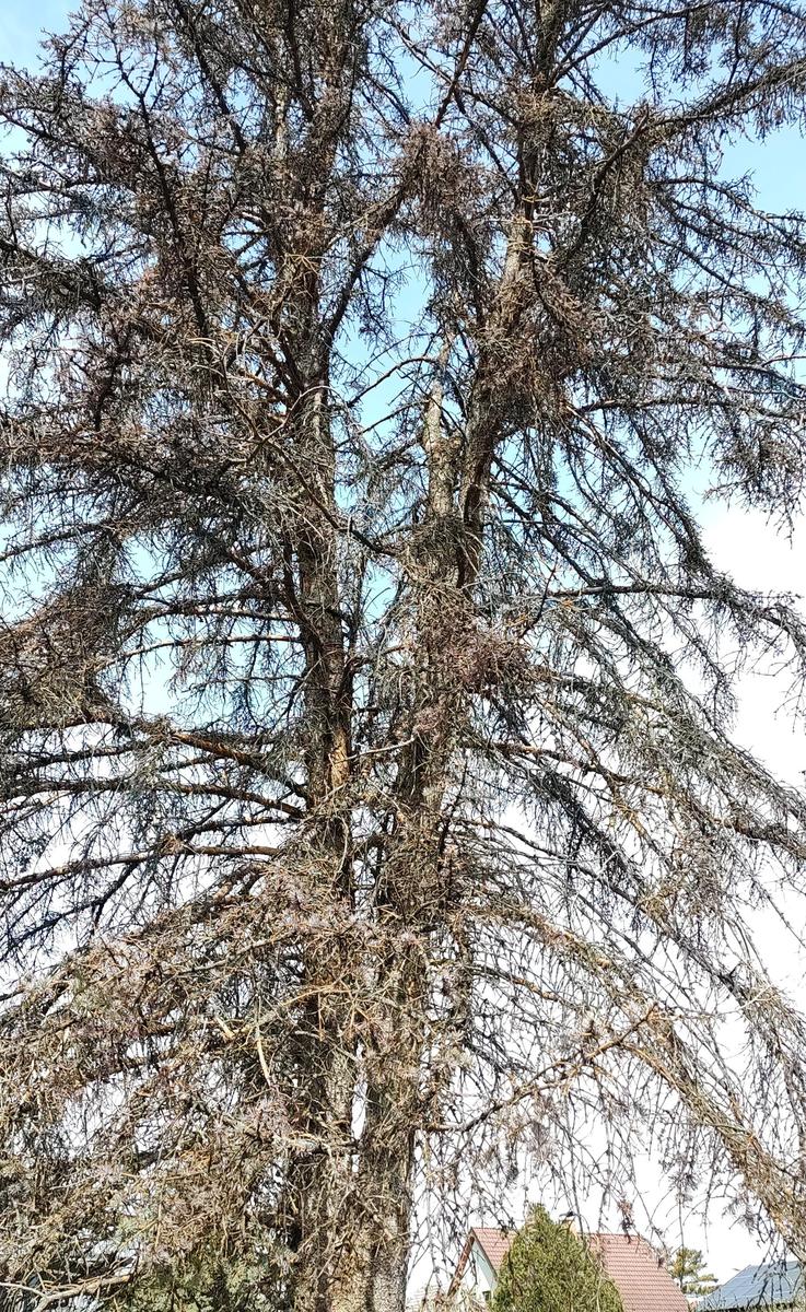 Blaufichte