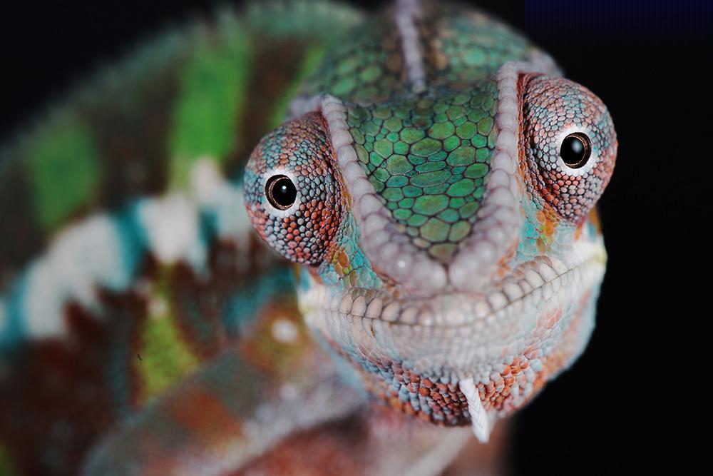 Chameleon Close-up JenStLouis - 1000 px