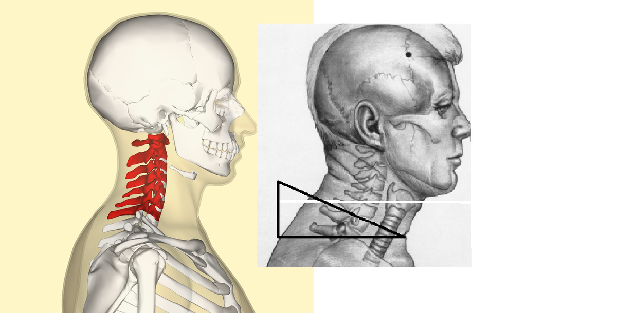 Cervical vertebrae lateral2