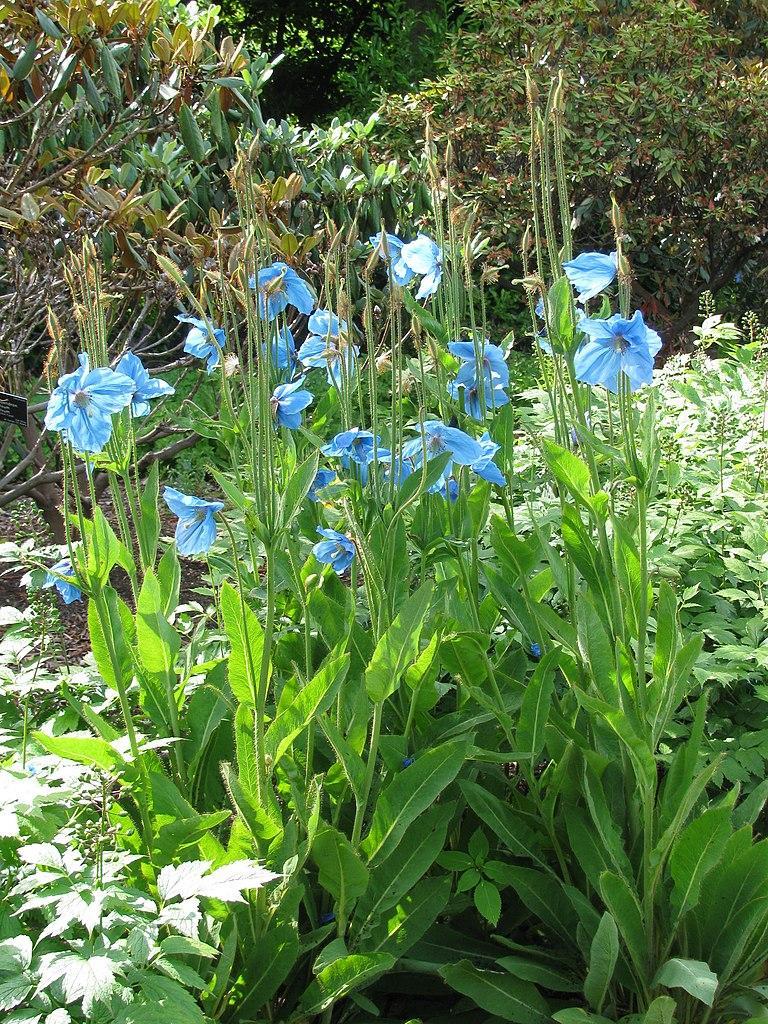 768px-Meconopsis 27Slieve Donard272C RBG