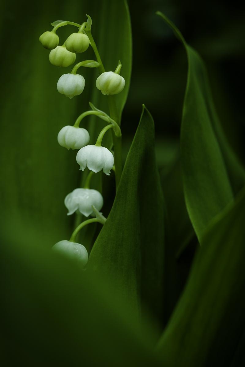 Maigloeckchen Convalaria majalis-2