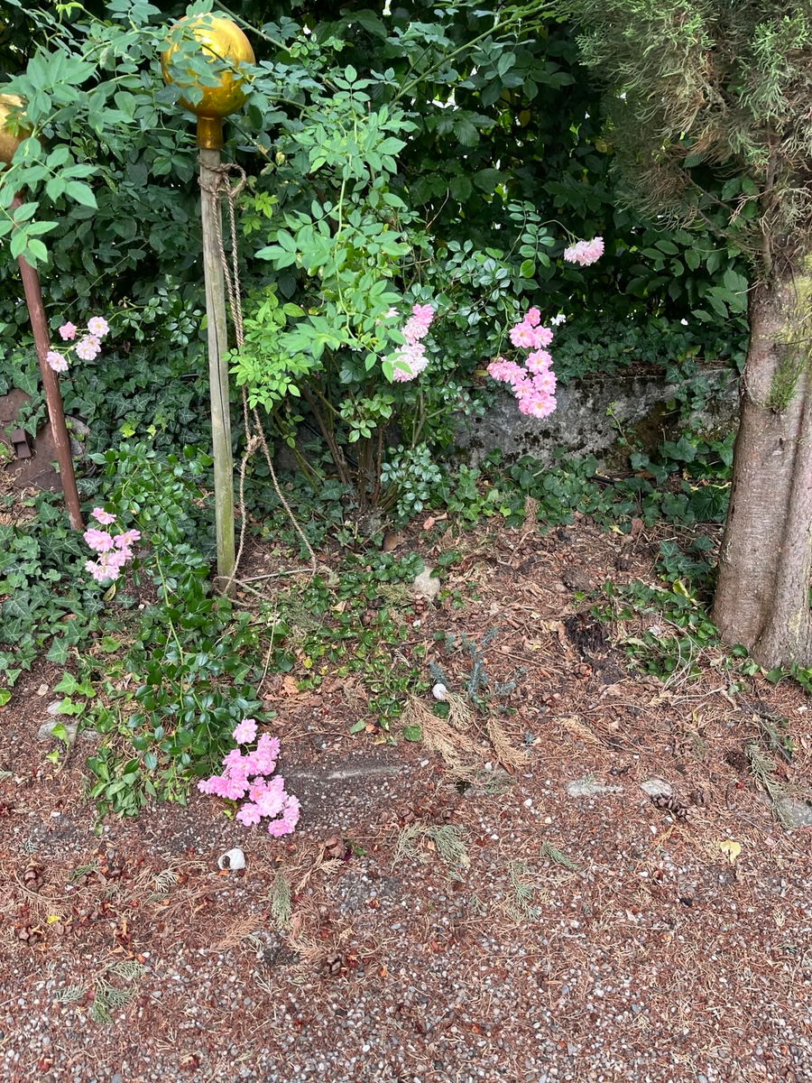Enspannungssuchbild - Kopie