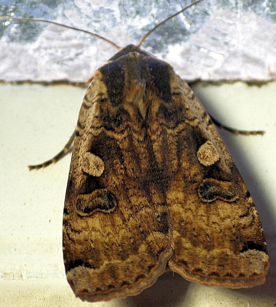  KK 8284Hausmutter Noctua pronuba