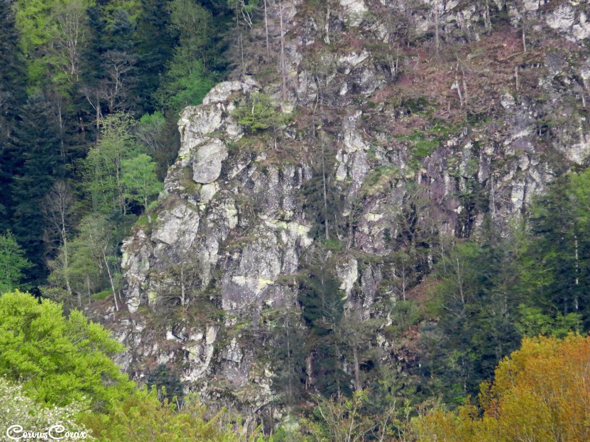 corvus12