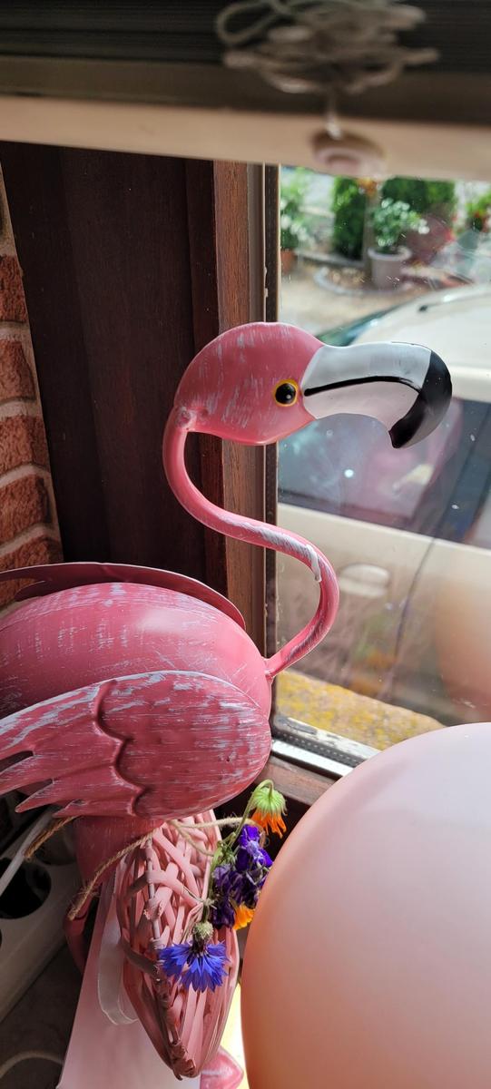 flamingo