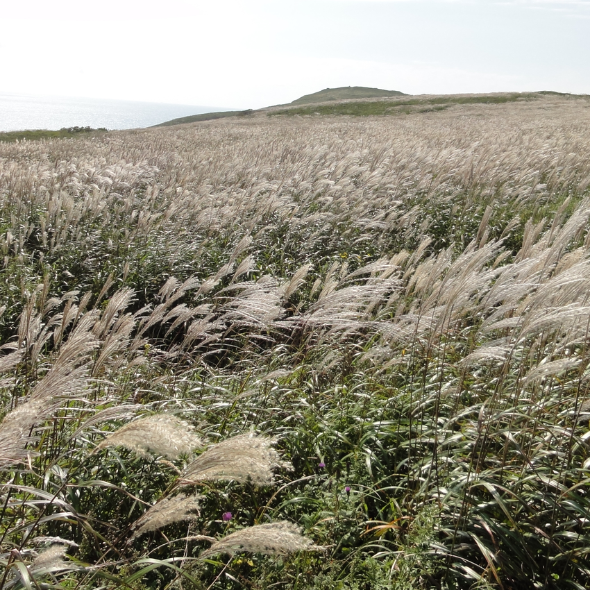 Miscanthus-sinensis-on-Russky-Island