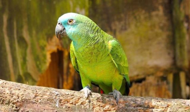 Amazone