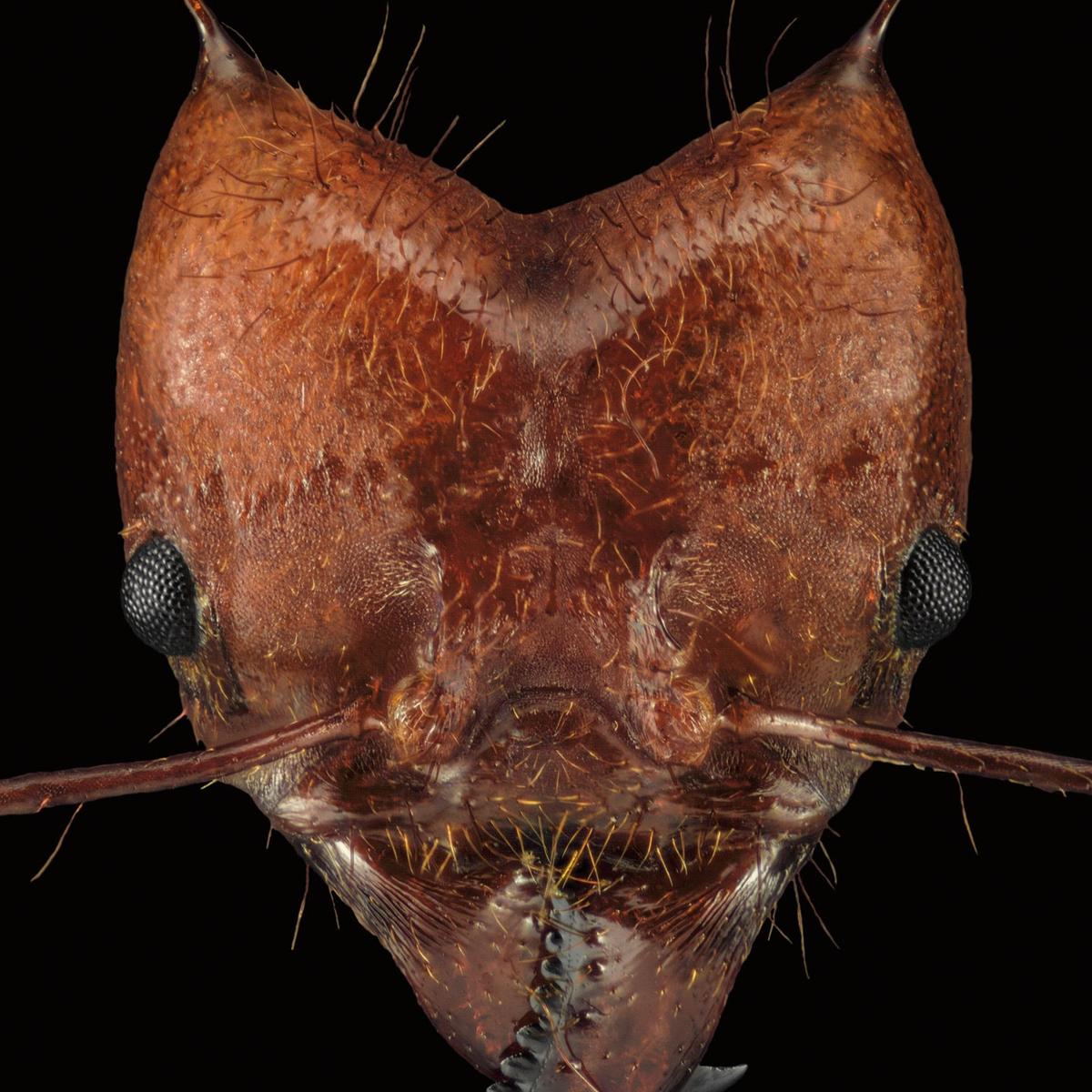 close-up-photography-of-various-ant-spec