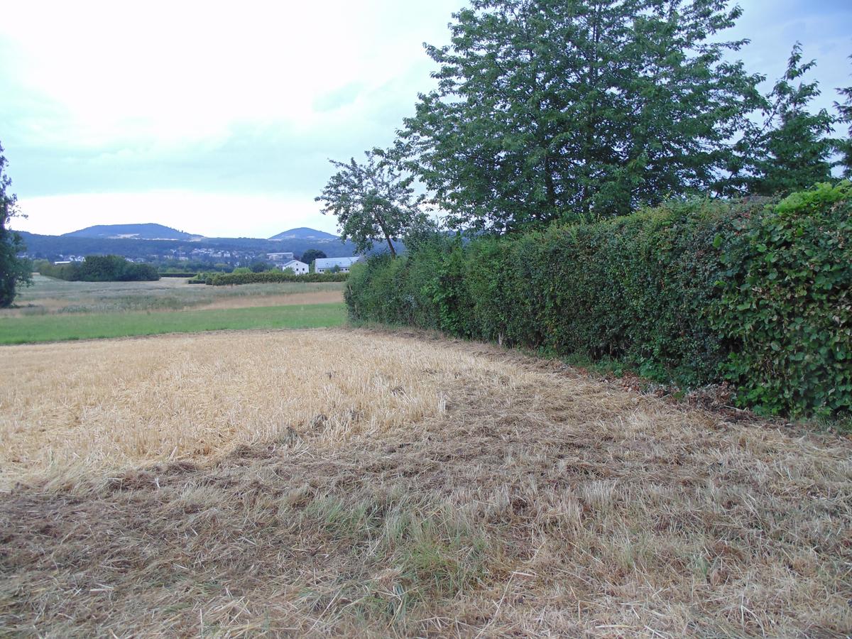 DSC00967